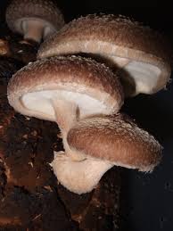 How does a mushroom make its food?