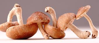 Is the shiitake mushroom stalk edible?